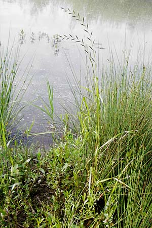 Lolium multiflorum \ Italienisches Weidelgras / Italian Rye-Grass, D Altlussheim 26.5.2015