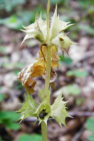 Lamium montanum / Mountain Yellow Archangel, D Meßstetten-Unterdigisheim (Schwäb. Alb) 11.7.2015