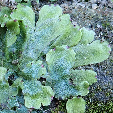 Preissia quadrata / Narrow Mushroom-Headed Liverwort, D Sachsen, Rathen an der Elbe 2.11.2015