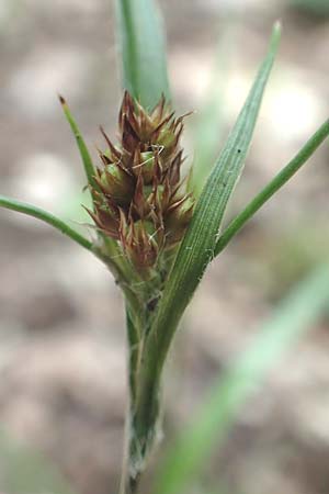 Luzula multiflora \ Vielbltige Hainsimse, D Östringen-Eichelberg 28.5.2016