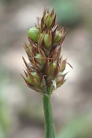 Luzula multiflora \ Vielbltige Hainsimse, D Östringen-Eichelberg 28.5.2016