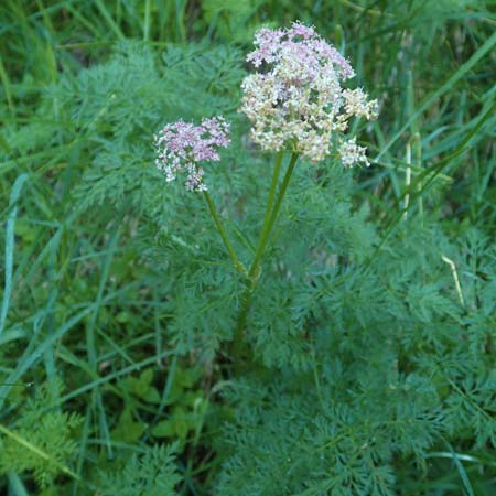 Ligusticum mutellina \ Alpen-Mutterwurz, D Schwarzwald, Feldberg 10.7.2016