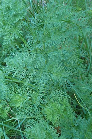 Ligusticum mutellina \ Alpen-Mutterwurz / Mutelline, D Schwarzwald/Black-Forest, Feldberg 10.7.2016