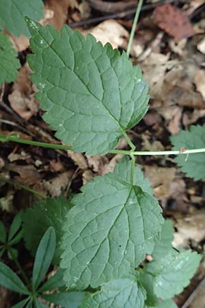 Lamium galeobdolon \ Echte Goldnessel / Yellow Archangel, D Wald-Erlenbach 30.7.2016