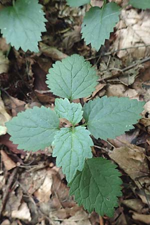 Lamium galeobdolon \ Echte Goldnessel, D Wald-Erlenbach 30.7.2016