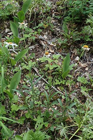 Leucanthemum adustum subsp. adustum \ Westliche Berg-Margerite, Berg-Wucherblume, D Spaichingen 26.6.2018
