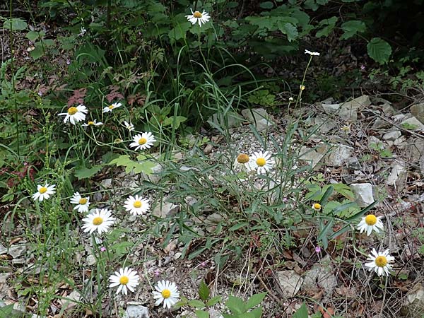 Leucanthemum adustum subsp. adustum \ Westliche Berg-Margerite, Berg-Wucherblume, D Spaichingen 26.6.2018