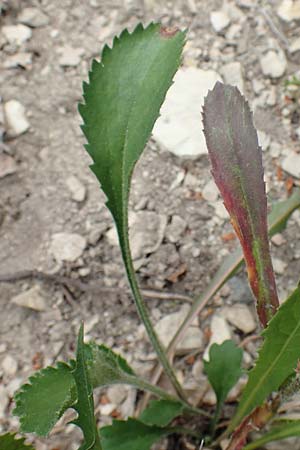 Leucanthemum adustum subsp. adustum \ Westliche Berg-Margerite, Berg-Wucherblume / Western Mountain Ox-Eye Daisy, D Spaichingen 26.6.2018