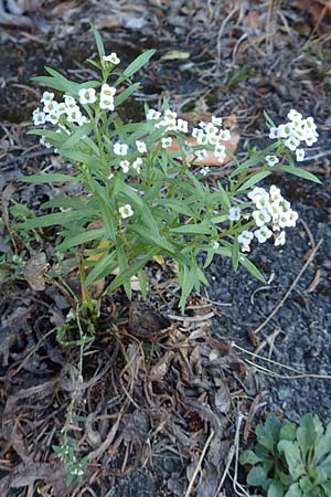 Lobularia maritima \ Strandkresse, Weies Steinkraut, D Mannheim 8.9.2018