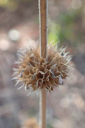 Leonurus marrubiastrum \ Andorn-Lwenschwanz, Katzenschwanz, D Mannheim 14.10.2018