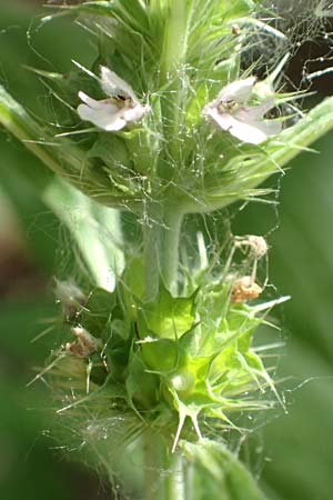 Leonurus marrubiastrum / Horehound Motherwort, Biennial Motherwort, D Mannheim 17.7.2019