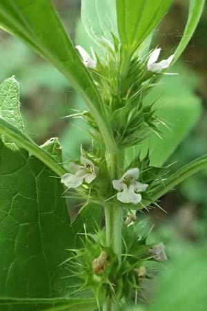 Leonurus marrubiastrum \ Andorn-Lwenschwanz, Katzenschwanz / Horehound Motherwort, Biennial Motherwort, D Mannheim 17.7.2019