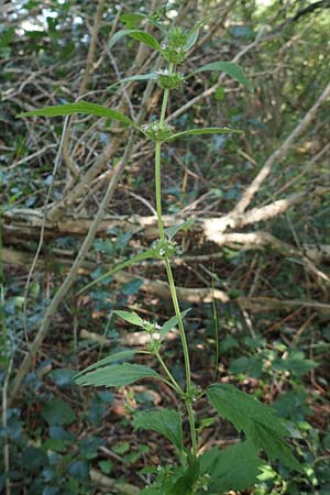 Leonurus marrubiastrum / Horehound Motherwort, Biennial Motherwort, D Mannheim 17.7.2019