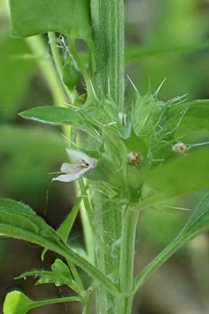 Leonurus marrubiastrum \ Andorn-Lwenschwanz, Katzenschwanz / Horehound Motherwort, Biennial Motherwort, D Mannheim 17.7.2019