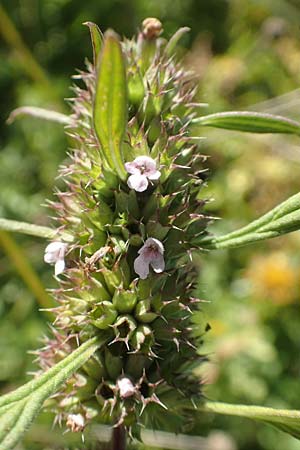 Leonurus marrubiastrum \ Andorn-Lwenschwanz, Katzenschwanz, D Sachsen-Anhalt, Havelberg 18.9.2020