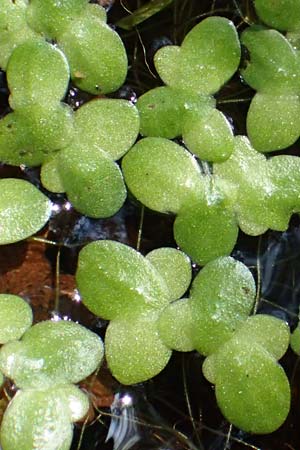 Lemna minor \ Kleine Wasserlinse / Common Duckweed, D Elmpt 6.9.2021