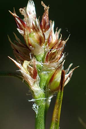 Luzula multiflora \ Vielbltige Hainsimse, D Weinheim an der Bergstraße 28.4.2022