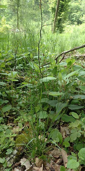Luzula multiflora \ Vielbltige Hainsimse / Heath Wood-Rush, D Höpfingen 20.5.2023
