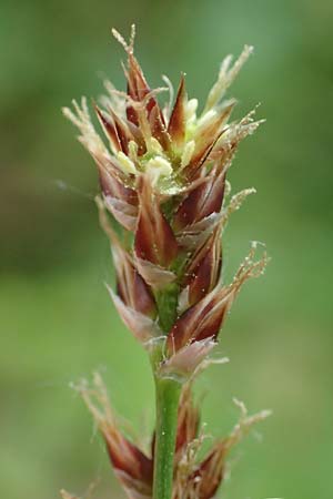 Luzula multiflora \ Vielbltige Hainsimse, D Höpfingen 20.5.2023