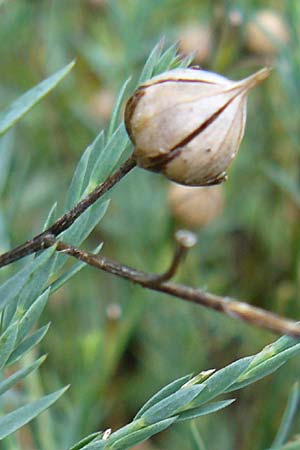 Linum narbonense \ Spanischer Lein / Narbonne Flax, D Botan. Gar.  Universit.  Mainz 13.9.2008