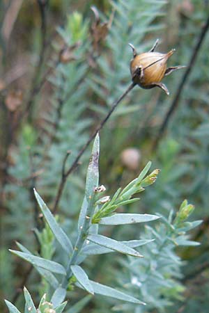 Linum narbonense \ Spanischer Lein / Narbonne Flax, D Botan. Gar.  Universit.  Mainz 13.9.2008