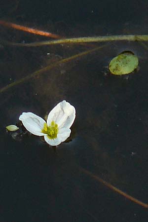 Luronium natans \ Froschkraut, Schwimmlffel / Floating Water-Plantain, D Dorsten 14.6.2018