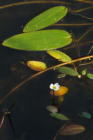 Luronium natans \ Froschkraut, Schwimmlffel / Floating Water-Plantain, D Dorsten 14.6.2018