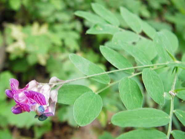 Lathyrus niger / Black Pea, D Östringen-Eichelberg 25.5.2015