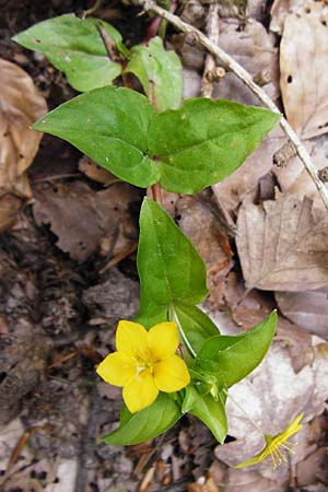 Lysimachia nemorum \ Hain-Gilb-Weiderich, D Zwingenberg am Neckar 31.5.2015