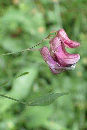 Lathyrus niger \ Schwarze Platterbse / Black Pea, D Hechingen 20.6.2015