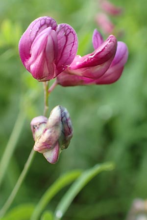 Lathyrus niger \ Schwarze Platterbse / Black Pea, D Hechingen 20.6.2015