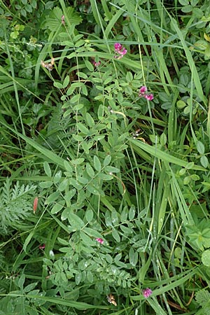 Lathyrus niger \ Schwarze Platterbse / Black Pea, D Hechingen 20.6.2015