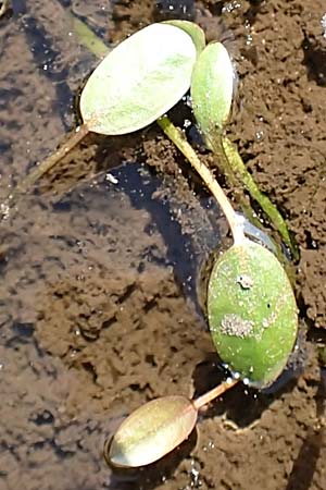 Luronium natans \ Froschkraut, Schwimmlffel, D Dorsten 14.6.2018