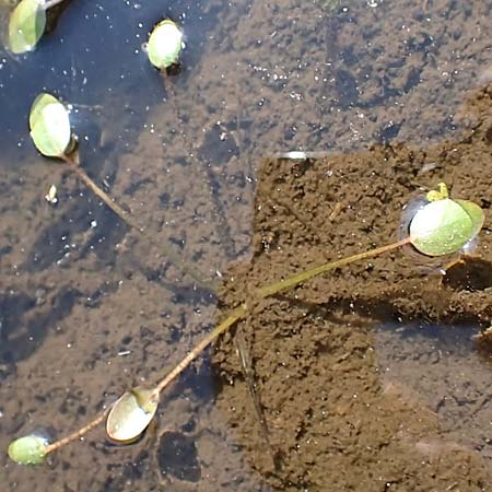 Luronium natans \ Froschkraut, Schwimmlffel / Floating Water-Plantain, D Dorsten 14.6.2018