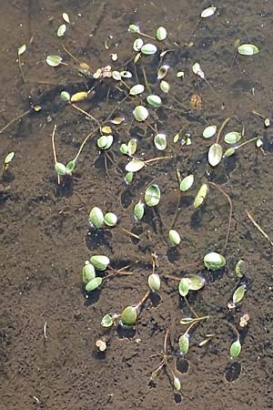 Luronium natans \ Froschkraut, Schwimmlffel, D Dorsten 14.6.2018