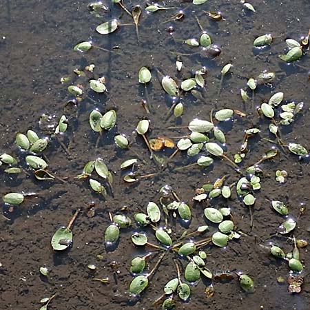 Luronium natans \ Froschkraut, Schwimmlffel / Floating Water-Plantain, D Dorsten 14.6.2018