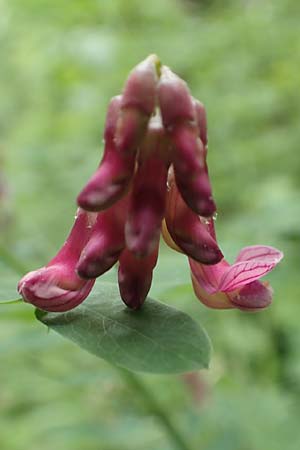 Lathyrus niger \ Schwarze Platterbse, D Königheim 29.5.2019