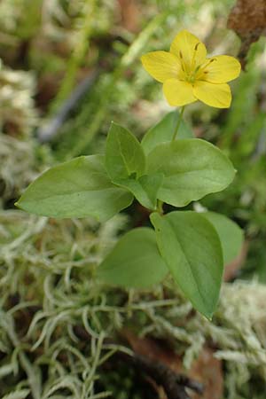 Lysimachia nemorum / Yellow Pimpernel, D Olpe 14.6.2019