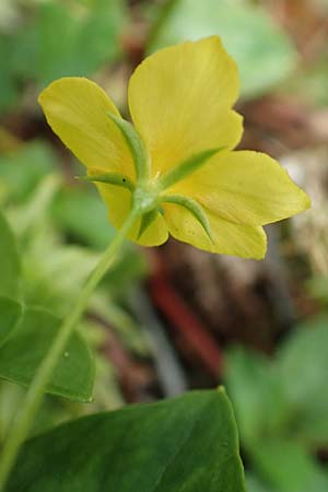 Lysimachia nemorum \ Hain-Gilb-Weiderich / Yellow Pimpernel, D Olpe 14.6.2019