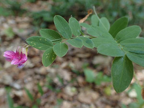 Lathyrus niger \ Schwarze Platterbse, D Thüringen, Kölleda 15.6.2023