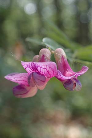 Lathyrus niger \ Schwarze Platterbse, D Thüringen, Kölleda 15.6.2023