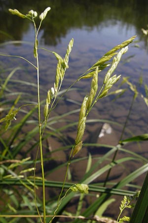 Leersia oryzoides \ Wild-Reis / Rice Cutgrass, D Runkel an der Lahn 1.8.2015