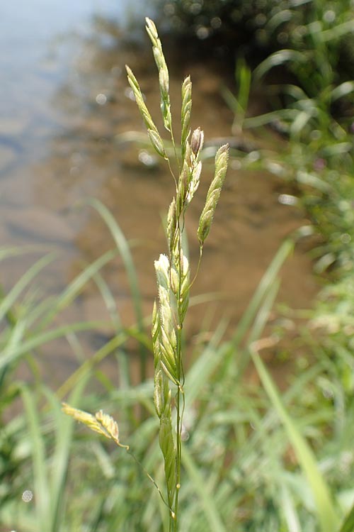 Leersia oryzoides \ Wild-Reis / Rice Cutgrass, D Runkel an der Lahn 1.8.2015