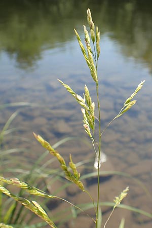 Leersia oryzoides \ Wild-Reis / Rice Cutgrass, D Runkel an der Lahn 1.8.2015