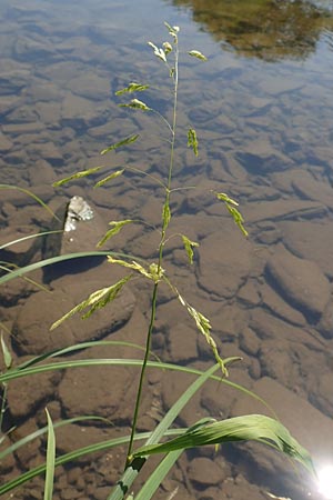 Leersia oryzoides \ Wild-Reis, D Runkel an der Lahn 1.8.2015