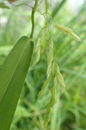 Leersia oryzoides \ Wild-Reis / Rice Cutgrass, D Runkel an der Lahn 22.8.2015