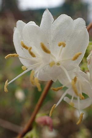 Lonicera fragrantissima \ Winter-Heckenkirsche, Duft-Heckenkirsche, D Weinheim an der Bergstraße 11.2.2018