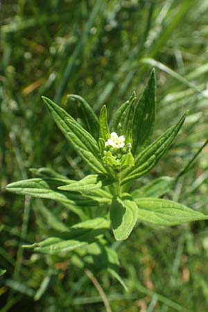 Lithospermum officinale \ Echter Steinsame / Common Gromwell, D Ketsch 21.5.2020