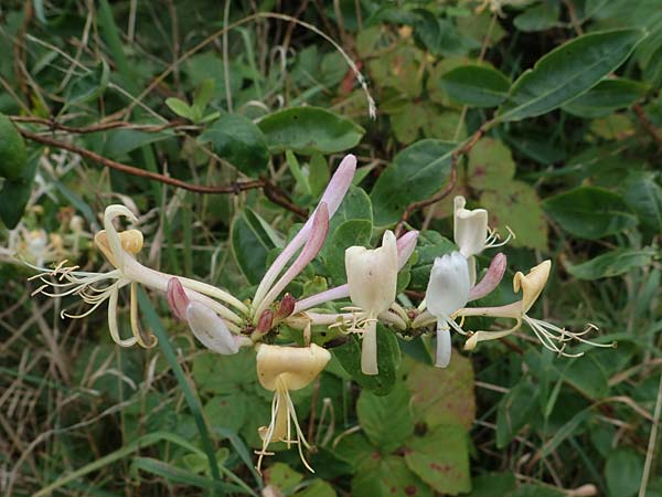 Lonicera periclymenum / Honeysuckle, D Hohwacht 13.9.2021