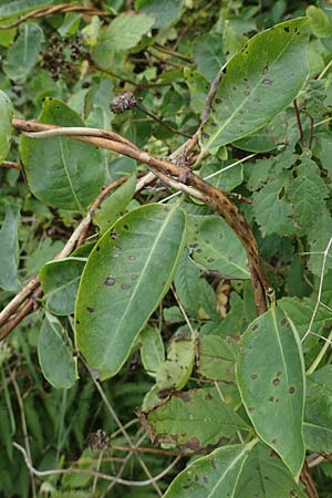 Lonicera periclymenum \ Wald-Geiblatt, D Hohwacht 13.9.2021